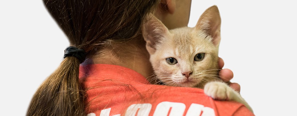 Kedi Sahiplendirme İlanları