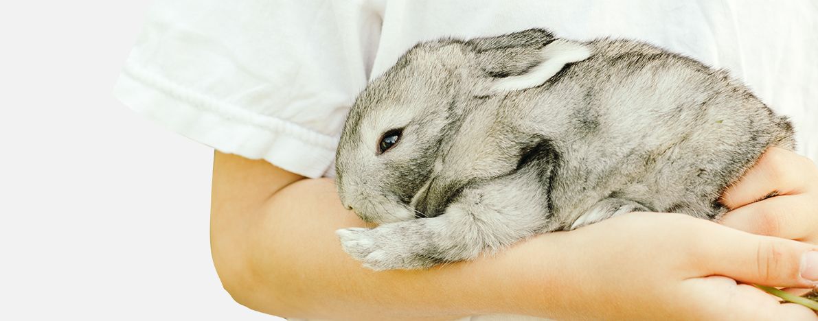 Kemirgen Sahiplendirme İlanları