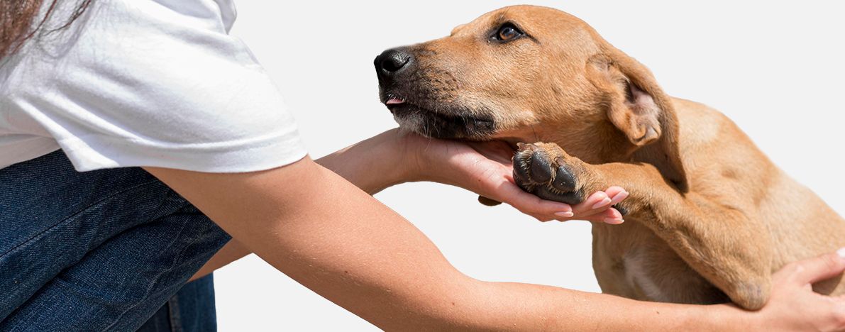 Köpek Sahiplendirme İlanları