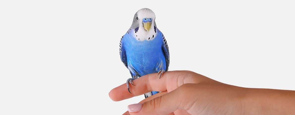 Kuş Sahiplendirme İlanları