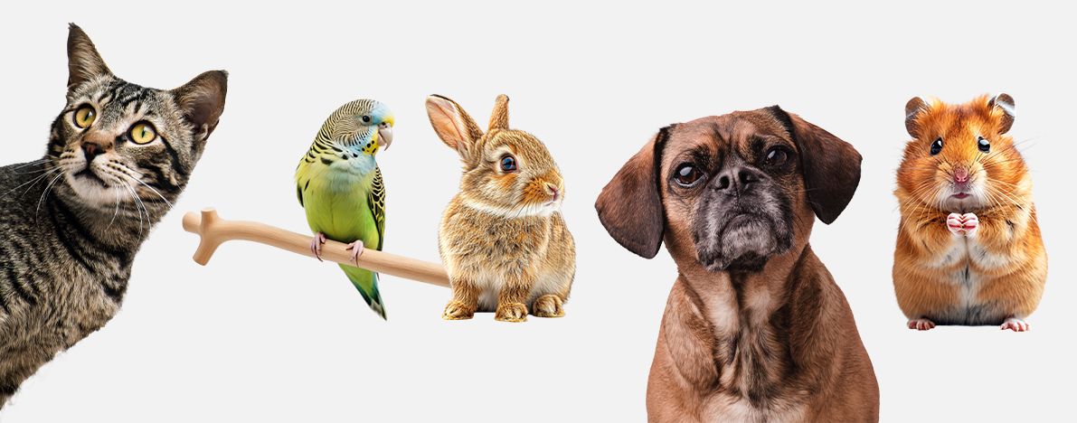 Tüm Sahiplendirme İlanları