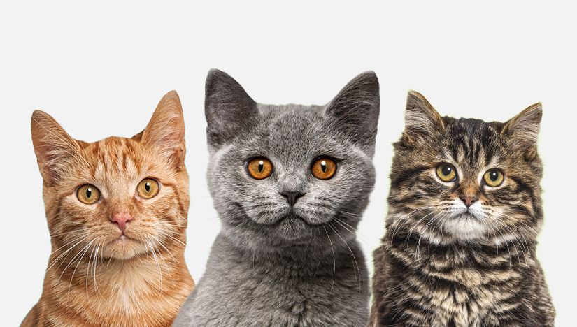 Kedi Cinsleri, Irkları ve Türleri