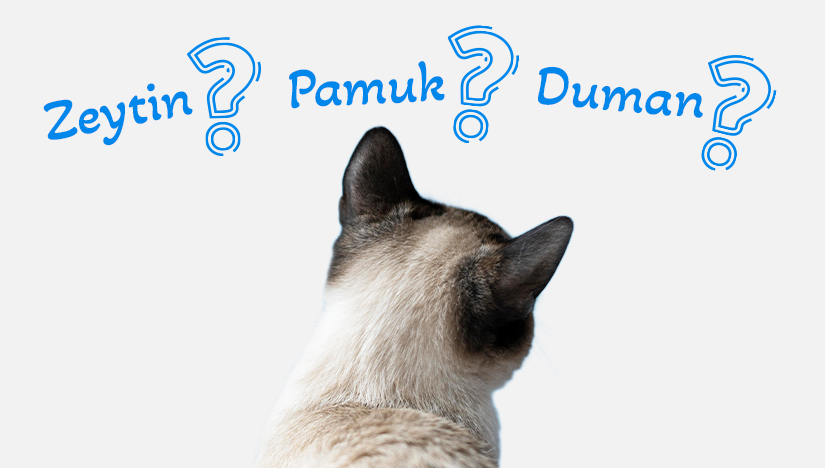 Dişi ve Erkek Kedi İsimleri Adları