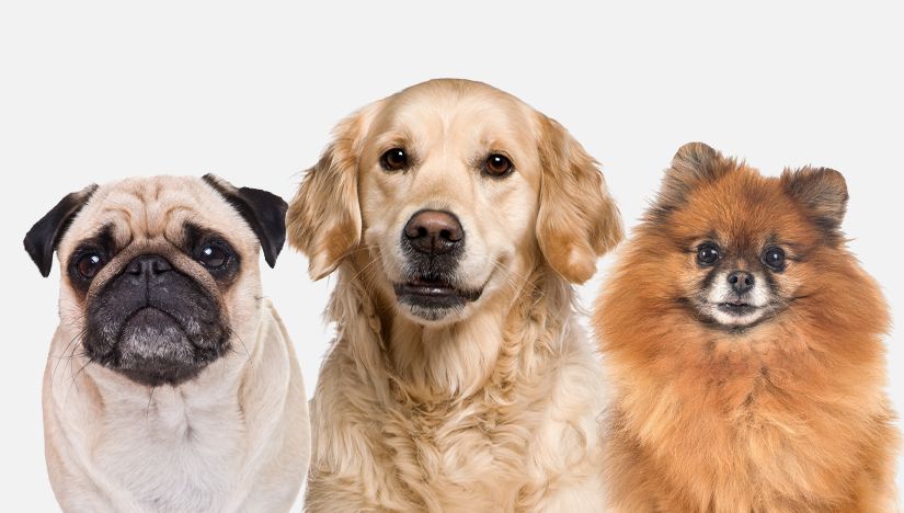 Köpek Cinsleri, Irkları ve Türleri