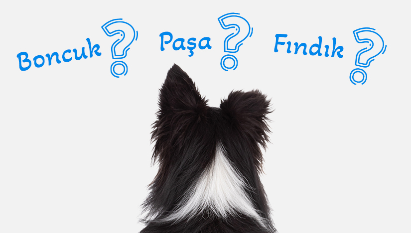 Dişi ve Erkek Köpek İsimleri ve Adları